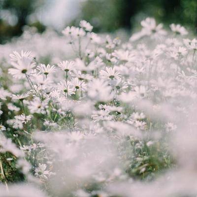 赏金女王官网正版下载